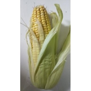 纯天然糯玉米农场直供（5斤）