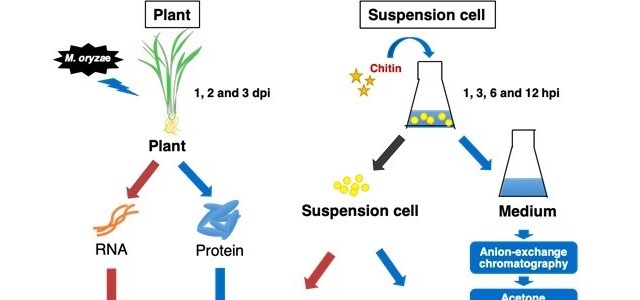 科学家开发出简单高效鉴定水稻免疫相关的小分泌蛋白质方法
