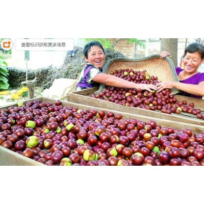 山西芮城枣树行优质鲜红枣产地大批发 质量优价格低 量大从优