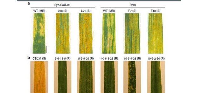 科学家找到小麦抗条锈病新基因