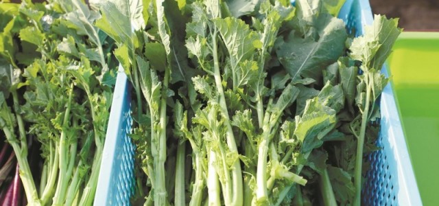 湖北科研团队研发出全球首个硒高效蔬菜杂交种，补钙不用狂喝奶 试试这款“绿菜薹”