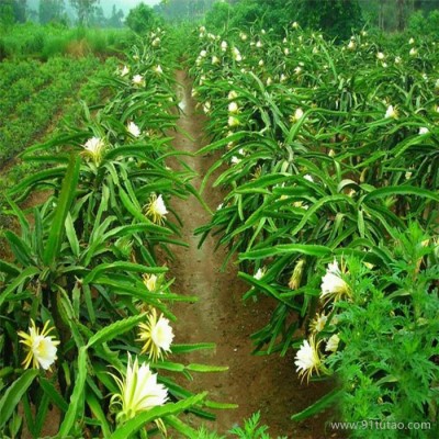 火龙果果树种植资源生物海东地区火龙果苗有点酸农业技术骨干和果农