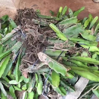 火龙果农业技术骨干和果农果洛藏族自治州白花火龙果从研发到市场