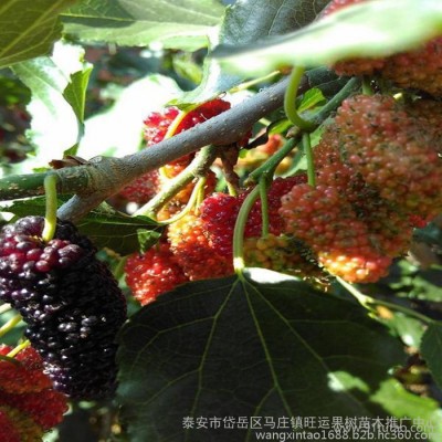 果桑苗农业技术骨干和果农黄南藏族自治州速生果桑苗品种