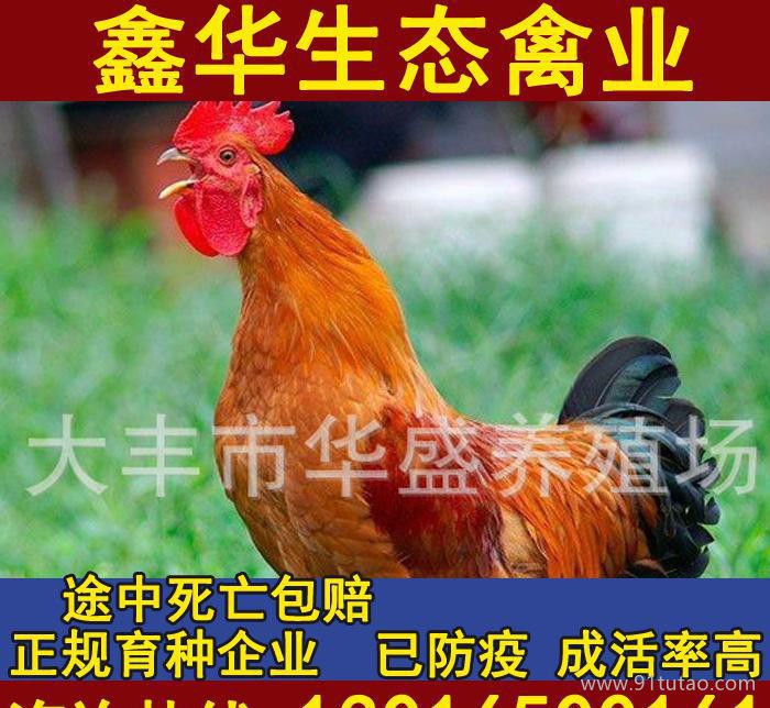 农村优质土鸡散养 纯生态放养肉鸡 高抗病力草鸡