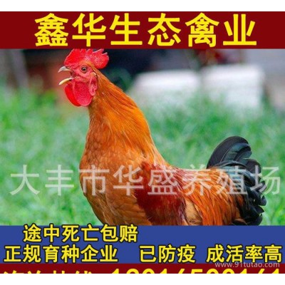 农村优质土鸡散养 纯生态放养肉鸡 高抗病力草鸡