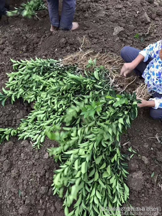 重庆环霖批发 沃柑苗 091沃柑苗 无核（少核）沃柑苗