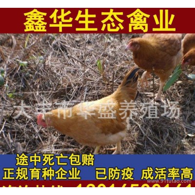 农村优质土鸡 散养土鸡  农家热销绿色月婆鸡