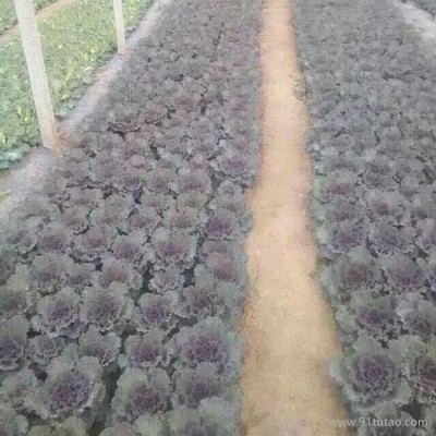 鑫超时令草花 羽衣甘蓝种植批发 叶牡丹 牡丹菜 花包菜 绿叶甘蓝