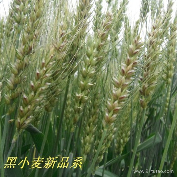 弭科彩色小麦 有机小麦 小麦种子 小麦新品系