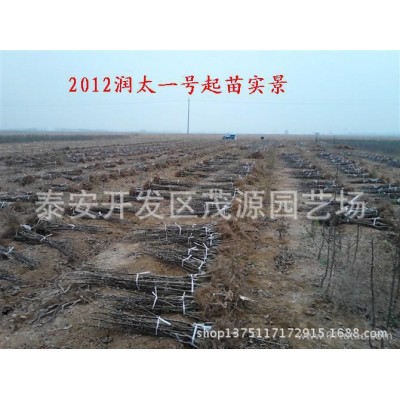 北方果树苗基地，北方果树苗，占地果树苗，嫁接果树苗