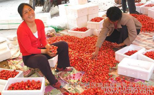 温室大樱桃美早 水果新鲜山东车厘子 一斤起批