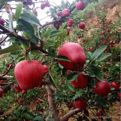 饶阳恒发 代购批发 红苹果 新鲜水果    新鲜花牛苹果 花牛 品种齐全