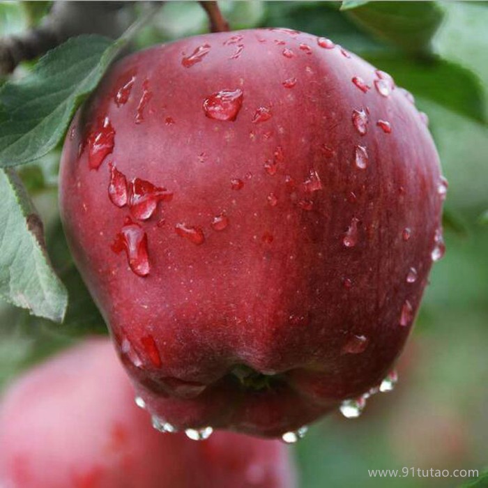 恒发 厂家热销 各种红苹果  新鲜水果 新鲜花牛苹果 花牛 品质齐全