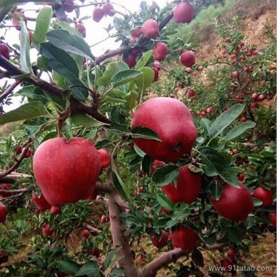 饶阳恒发 代购批发 红苹果 新鲜水果  苹果  花牛苹果 花牛 品种齐全