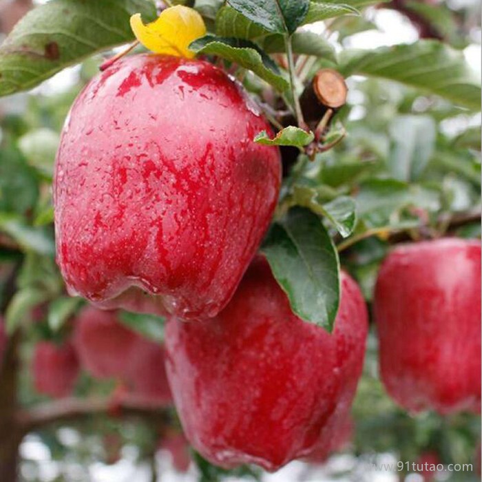 恒发 厂家批发 红苹果 新鲜水果 新鲜花牛苹果 花牛 品质齐全 欢迎采购