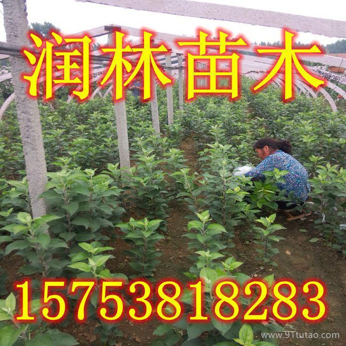 批量订购花牛苹果树苗 高产量花牛苹果苗