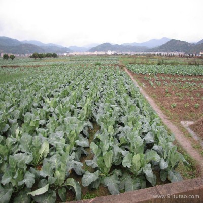 饶阳恒发 批发代购 新鲜蔬菜   菜花 优质菜花 白色菜花