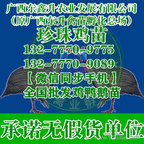 陕县三黄鸡苗黄杂鸡苗湖南鸭苗批发市场价格