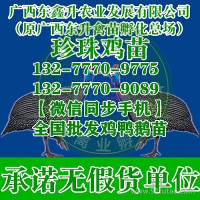 陕县三黄鸡苗黄杂鸡苗湖南鸭苗批发市场价格