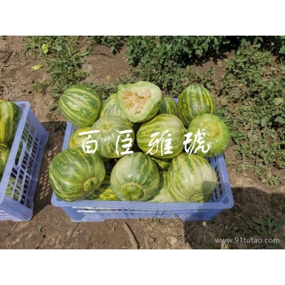 百臣雅虎甜瓜香瓜种子高产超甜抗病强每袋10克500多粒 其他种子、种苗