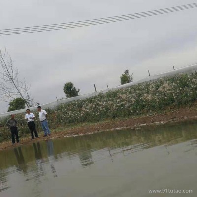 杂交淡水龙虾