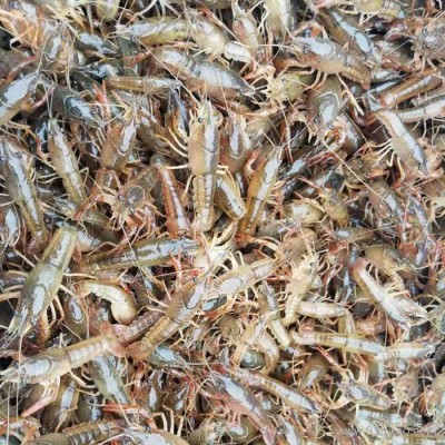 大型龙虾养殖基地 小龙虾 小龙虾养殖 龙虾养殖基地 淡水龙虾