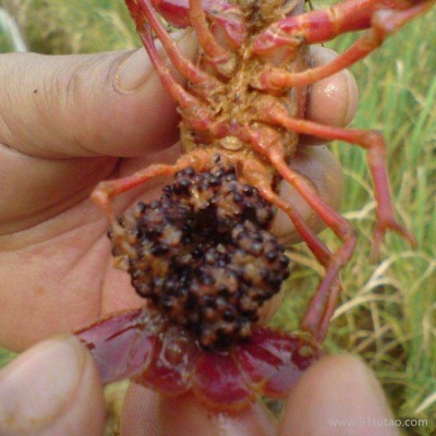 龙虾种苗基地 龙虾种苗 龙虾种苗价格 龙虾苗基地 龙虾苗价格