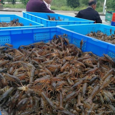 龙虾基地 龙虾养殖 龙虾养殖基地 小龙虾 小龙虾养殖