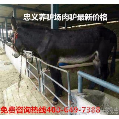 肉驴 德州驴 肉驴养殖 肉驴苗价格