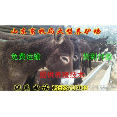 肉驴 肉驴价格 肉驴成本 肉驴养殖利润