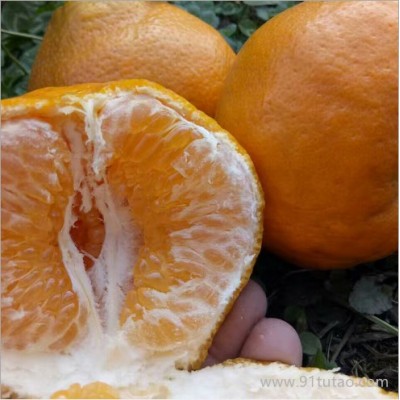 预售 蒲江特产春见耙耙柑 丑柑橘子应季鲜果时令新鲜水果供应