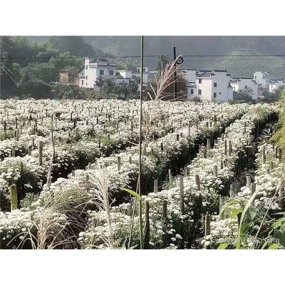 聚信九州JX-5000安徽黄山富硒小菊花气泡清洗机 茶叶贡菊降农残无损伤清洗机器 蔬菜清洗机