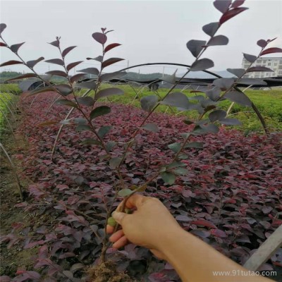 福建栀子花小苗价格