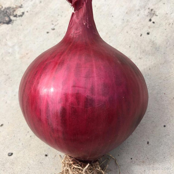 科威红7号短日照  红皮洋葱种子 极早熟 较高产、紫红色、圆球形