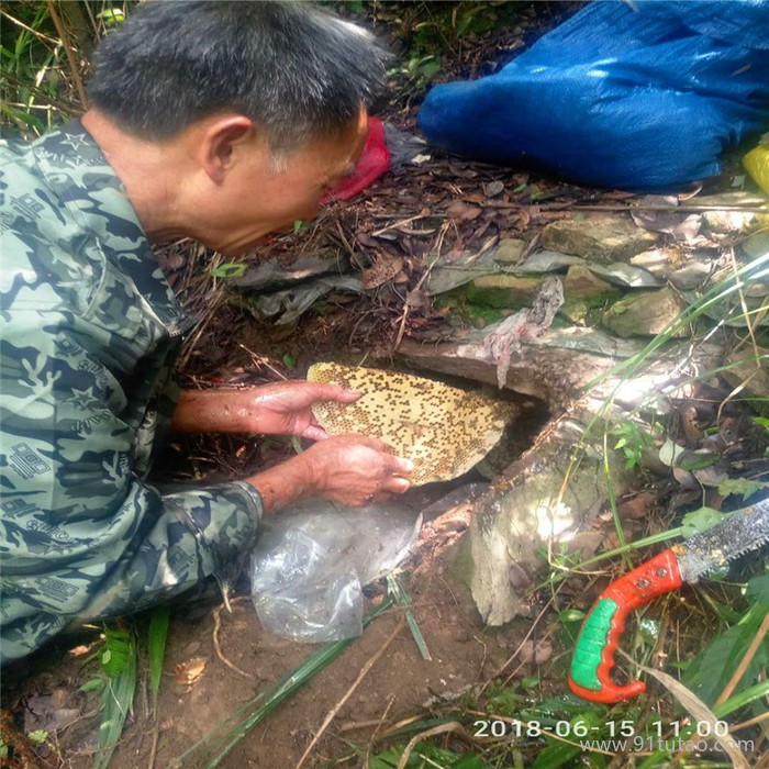 厂家直销 蜂蜜 野生蜂蜜 野生蜂蜜自家 原生态土蜂蜜