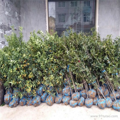 种植桂花苗  经济园林红花丹桂桂花苗2年苗100棵起批