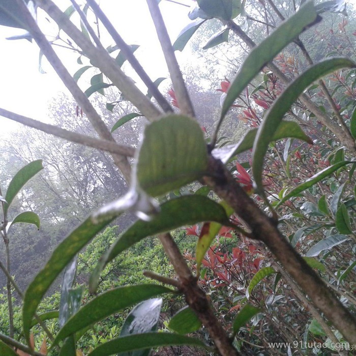 昌旺苗木 桂花树 ：园林绿化苗木   苗木 桂花树苗 高金桂树苗 大小桂花树自产自销