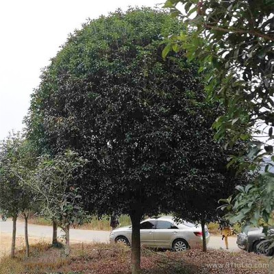 【俊贤】基地直销桂花树 精品桂花树苗 八月丛生桂花树 厂家直销