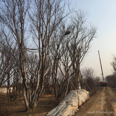 睿泰苗木丛生朴树基地直销 榉树大小苗 各种规格尺寸 欢迎来电