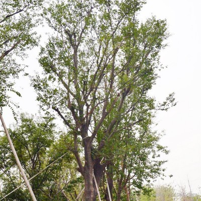 【俊贤】基地直销朴树 丛生朴树 多杆朴树 规格齐全 丛生朴树