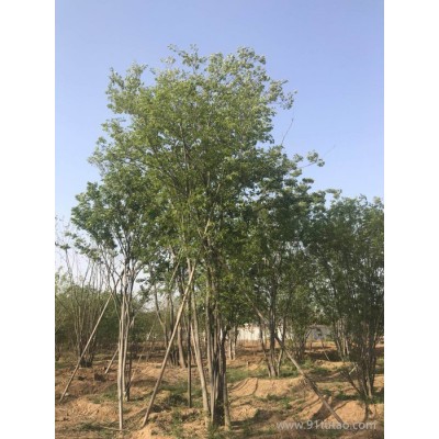 丛生朴树基地直销 睿泰苗木基地直销 丛生朴树批发 丛生朴树基地