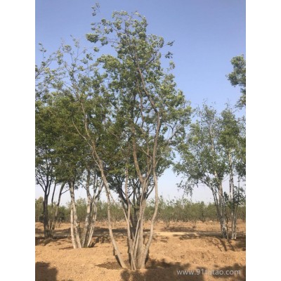 丛生朴树基地 丛生朴树批发 优质丛生朴树 优质绿化苗基地直销