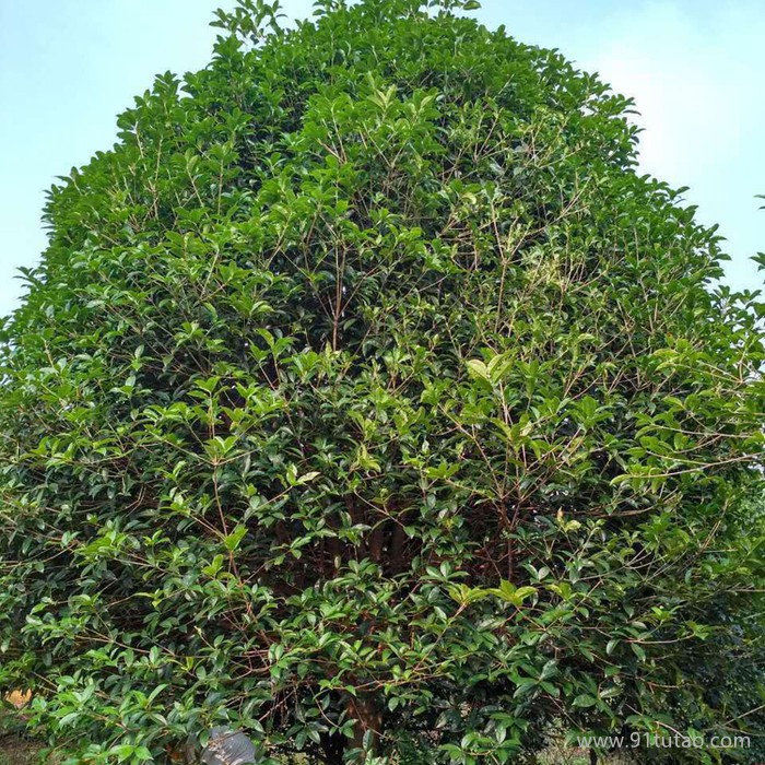 批发12公分桂花小苗 桂花小苗价格 桂花小苗种植基地 桂花树