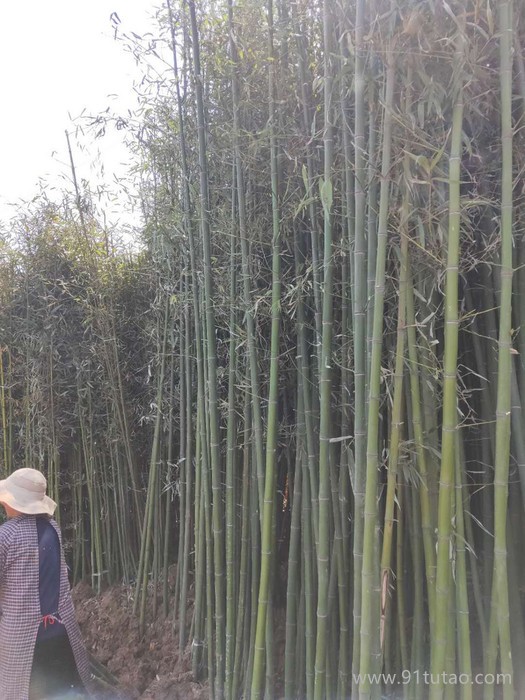 蕊蕾 刚竹 刚竹批发 刚竹直销 刚竹报价表 刚竹价格 优质刚竹 欢迎来电咨询