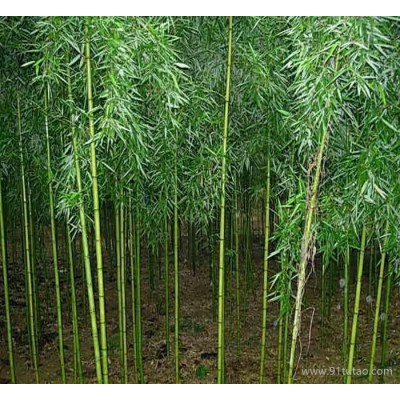 绿景园 竹子 竹子苗 刚竹 基地直销竹子树 刚竹 刚竹树 规格多价格
