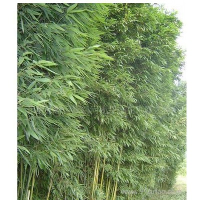 绿化竹子,毛竹,刚竹,紫竹,金镶玉竹等(图)