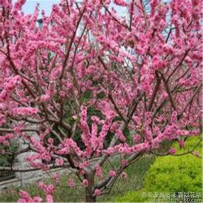 红叶碧桃品种  志森园艺供应8厘米红叶碧桃价格  量大从优