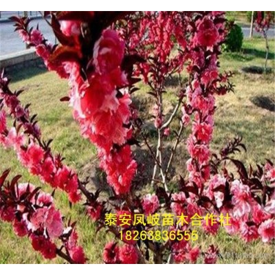 基地红叶碧桃树 5-10公分树 绿化木专用   量大优惠红叶碧桃树