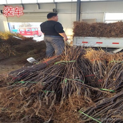 山东皇家嘎啦苹果苗 皇家嘎啦苹果树苗管理技术 皇家嘎啦苹果树小苗批发